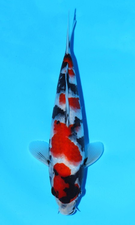 Standard full-body koi reference photo for showa.