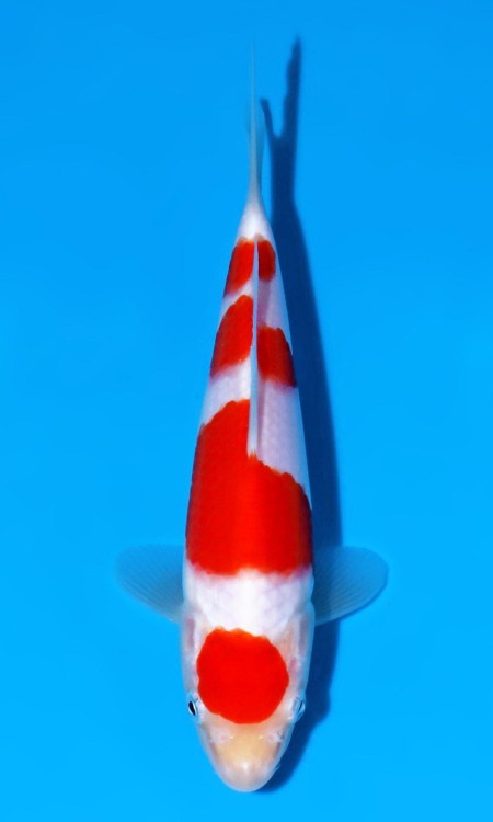 Kohaku reference for bloodline transfer.