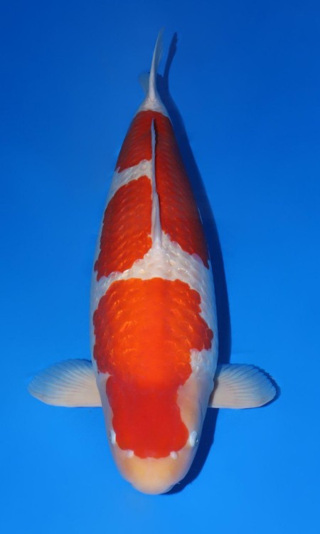 Standard full-body koi reference photo for chagoi.