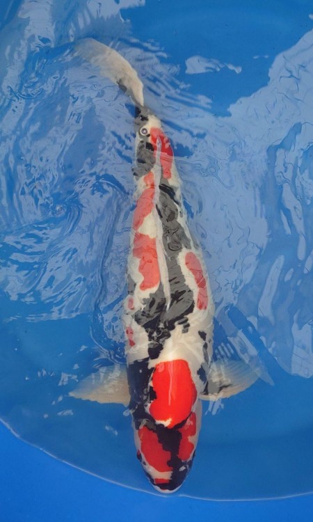 Koromo / Goromo award-quality koi reference photo 2.