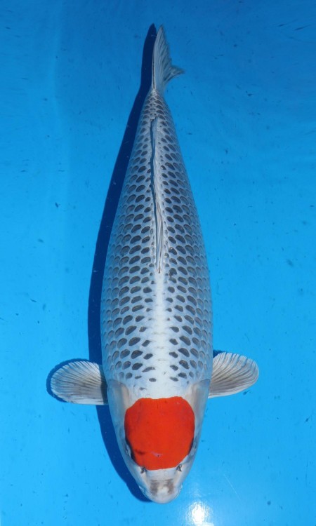 Standard full-body koi reference photo for tancho.