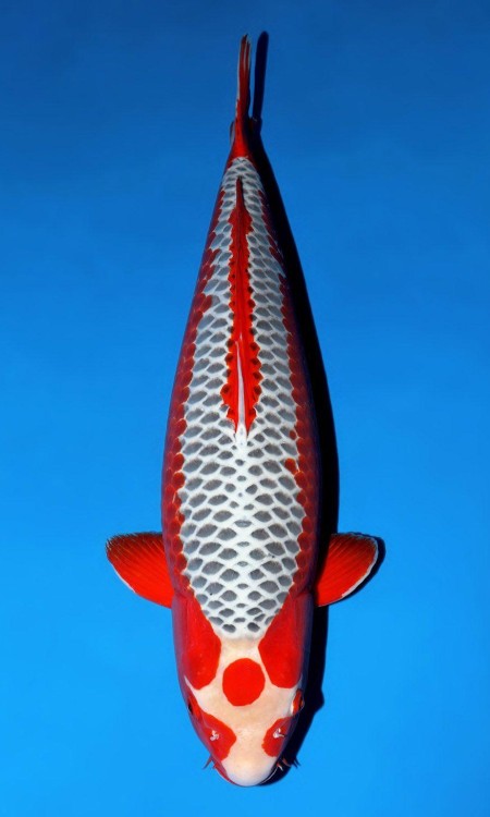 Standard full-body koi reference photo for asagi.
