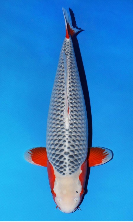 Asagi award-quality koi reference photo 2.