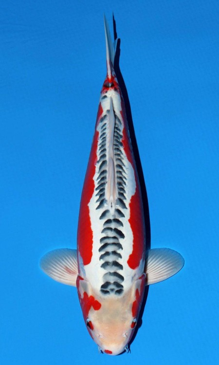 Standard full-body koi reference photo for shusui.