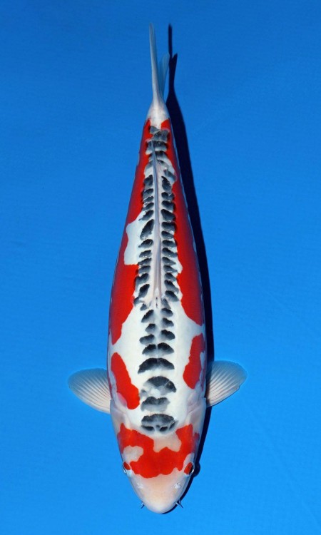 Doitsu award-quality koi reference photo 2.