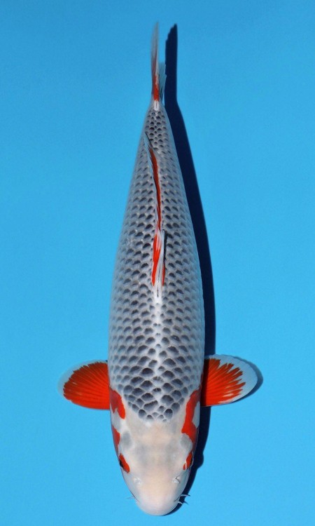 Asagi award-quality koi reference photo 3.