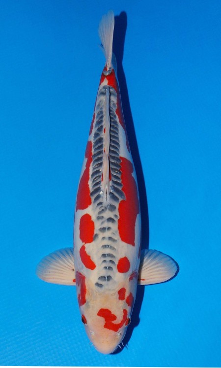 Goshiki award-quality koi reference photo 2.