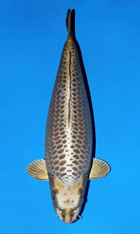 Kujaku award-quality koi reference photo 2.