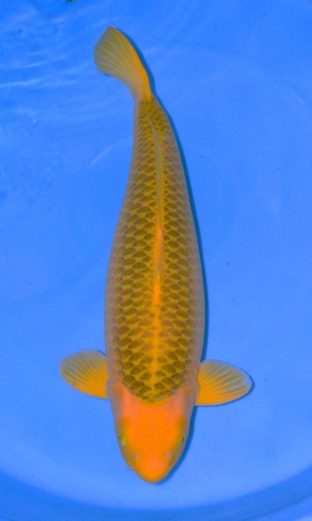 Kujaku award-quality koi reference photo 3.