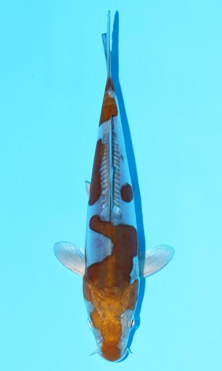 Ochiba Shigure award-quality koi reference photo 2.