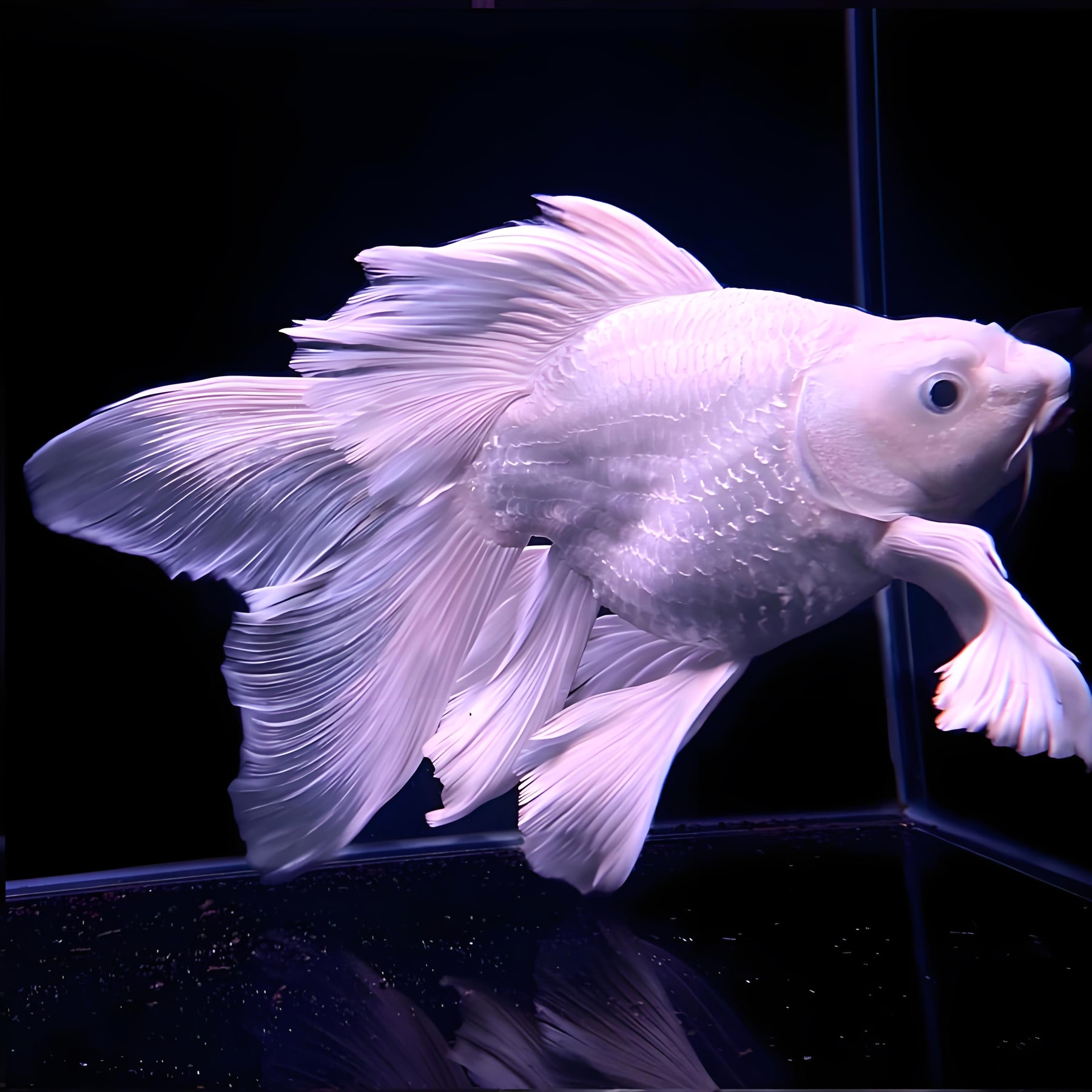 Standard full-body koi reference photo for longfin.