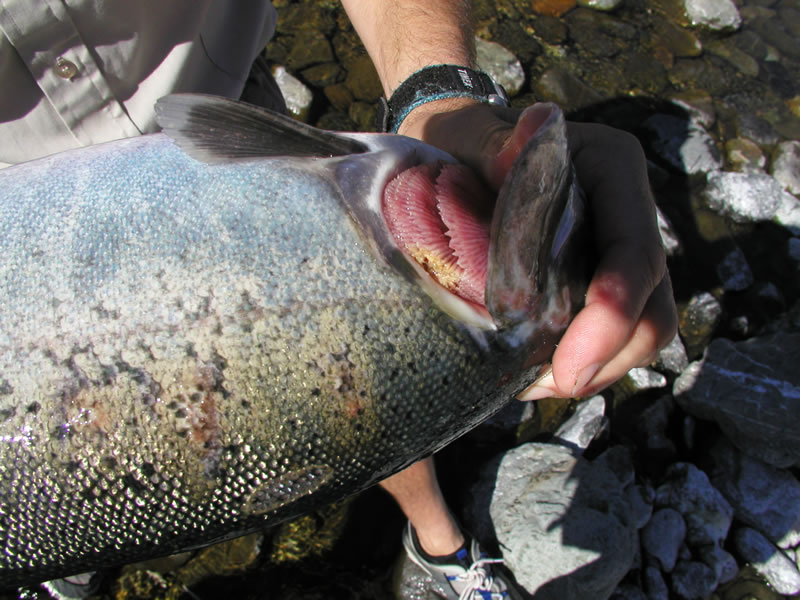 Columnaris disease in a fish gill.