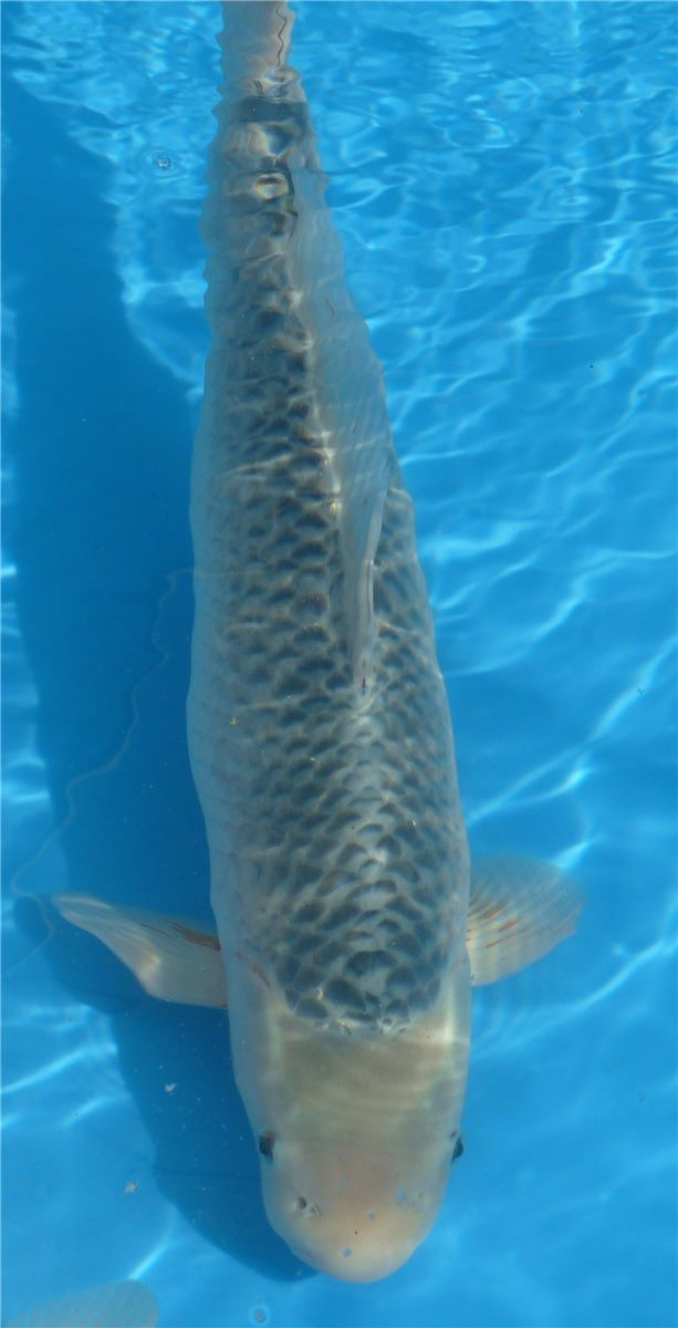 Asagi koi with blue-gray reticulated scales and red accents.