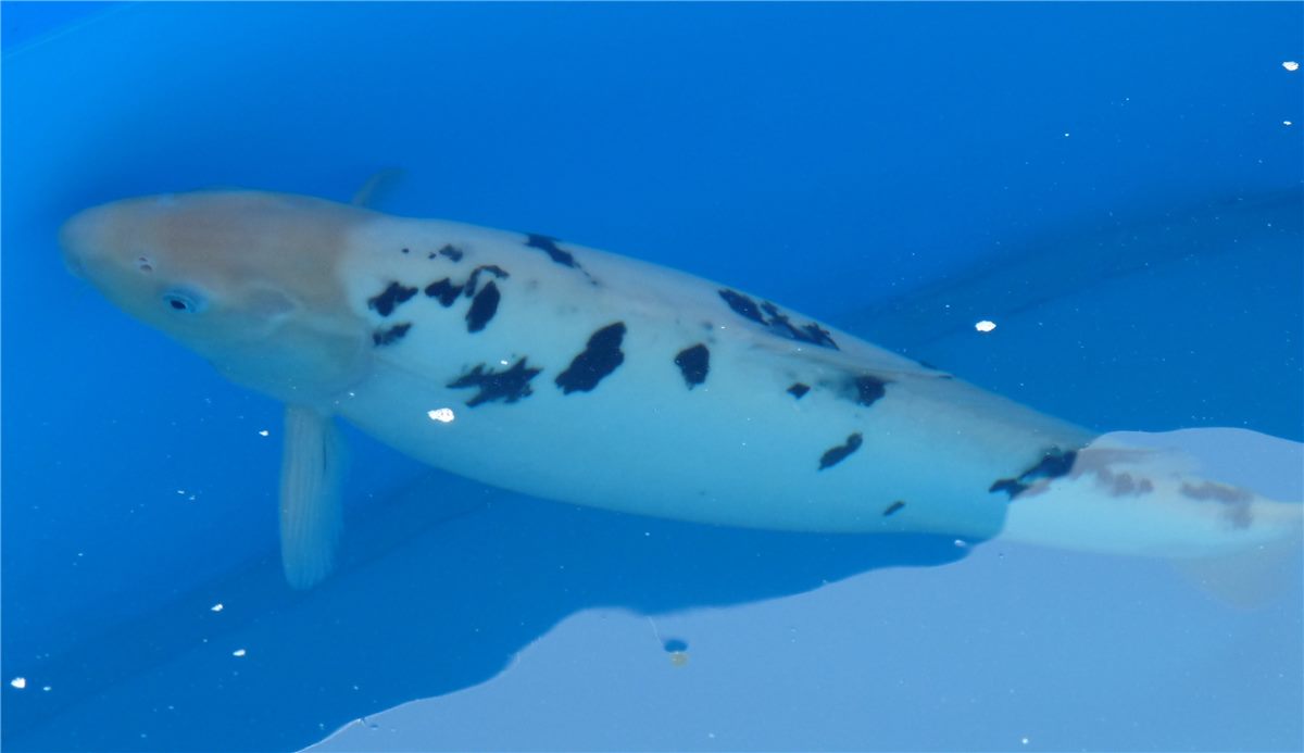 Bekko koi with black markings on a light body.