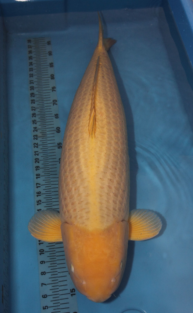 Full-body brown Chagoi koi photographed from above.