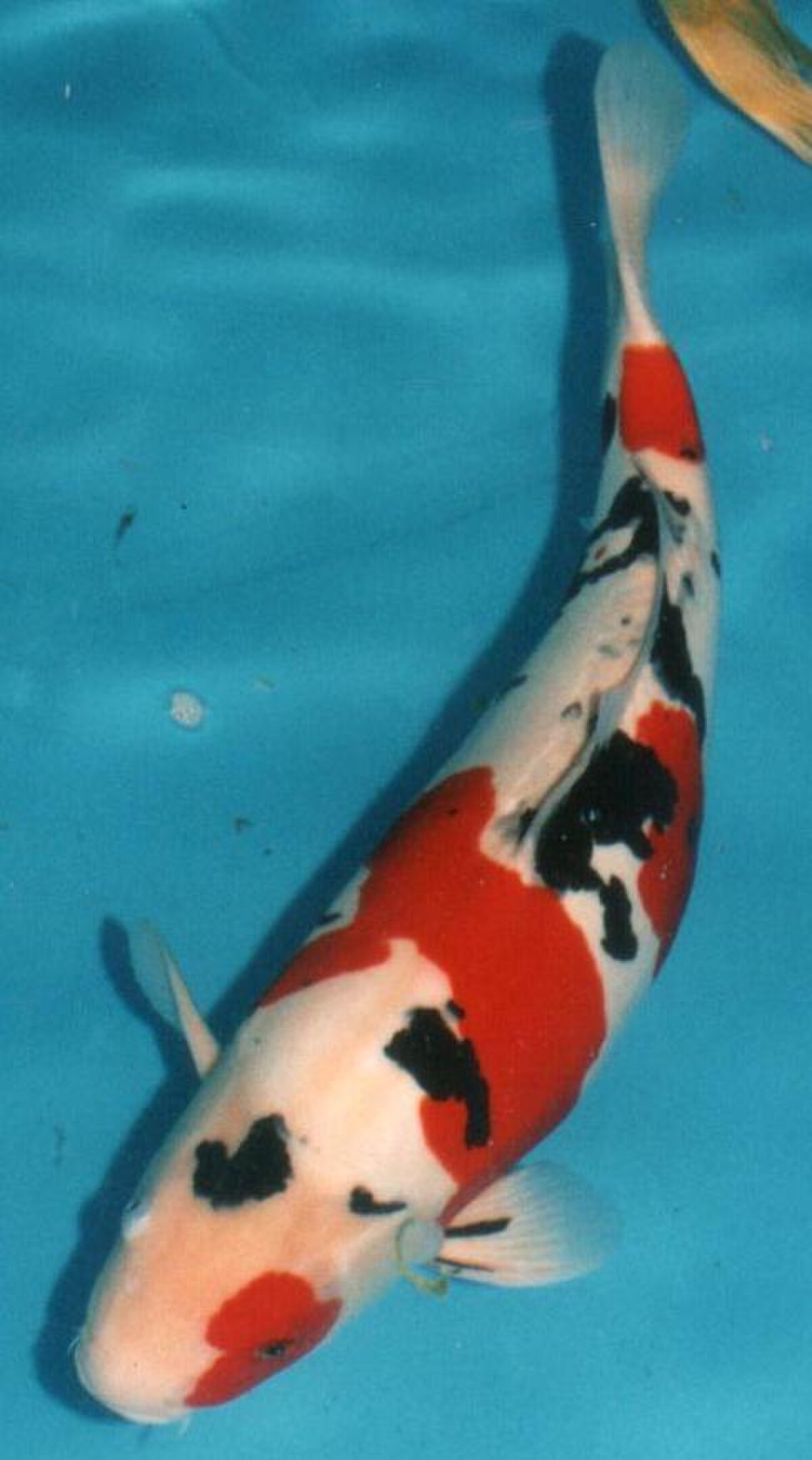 Full-body Doitsu Sanke showing the reduced-scale Doitsu trait.