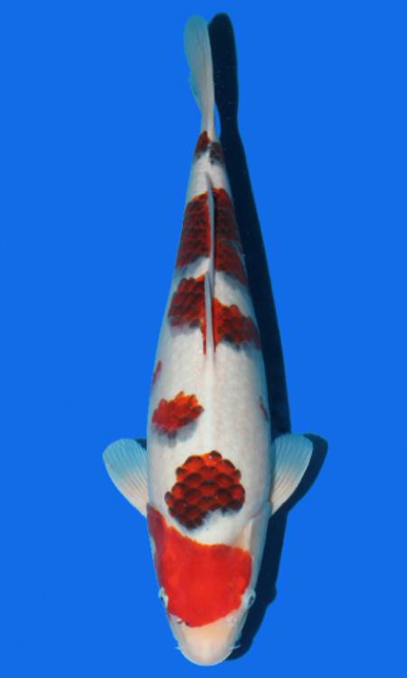Full-body Ai Goromo koi photographed from above.