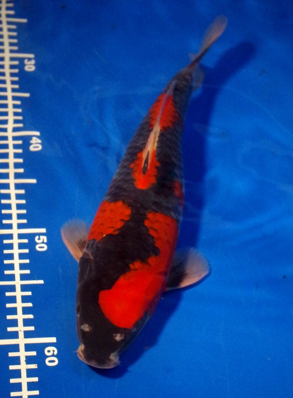 Full-body modern Goshiki koi photographed from above.