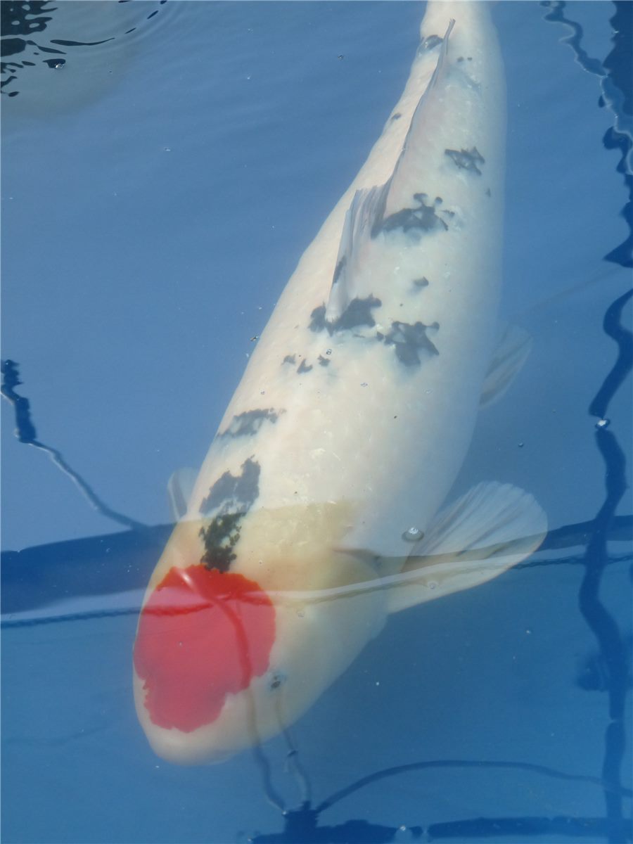 Tancho Sanke koi with a red head marking.