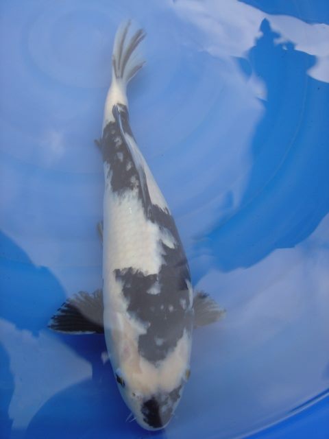 Shiro Utsuri koi with black and white pattern.