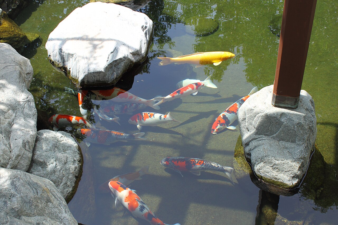 Dedicated koi pond in a Japanese garden setting.