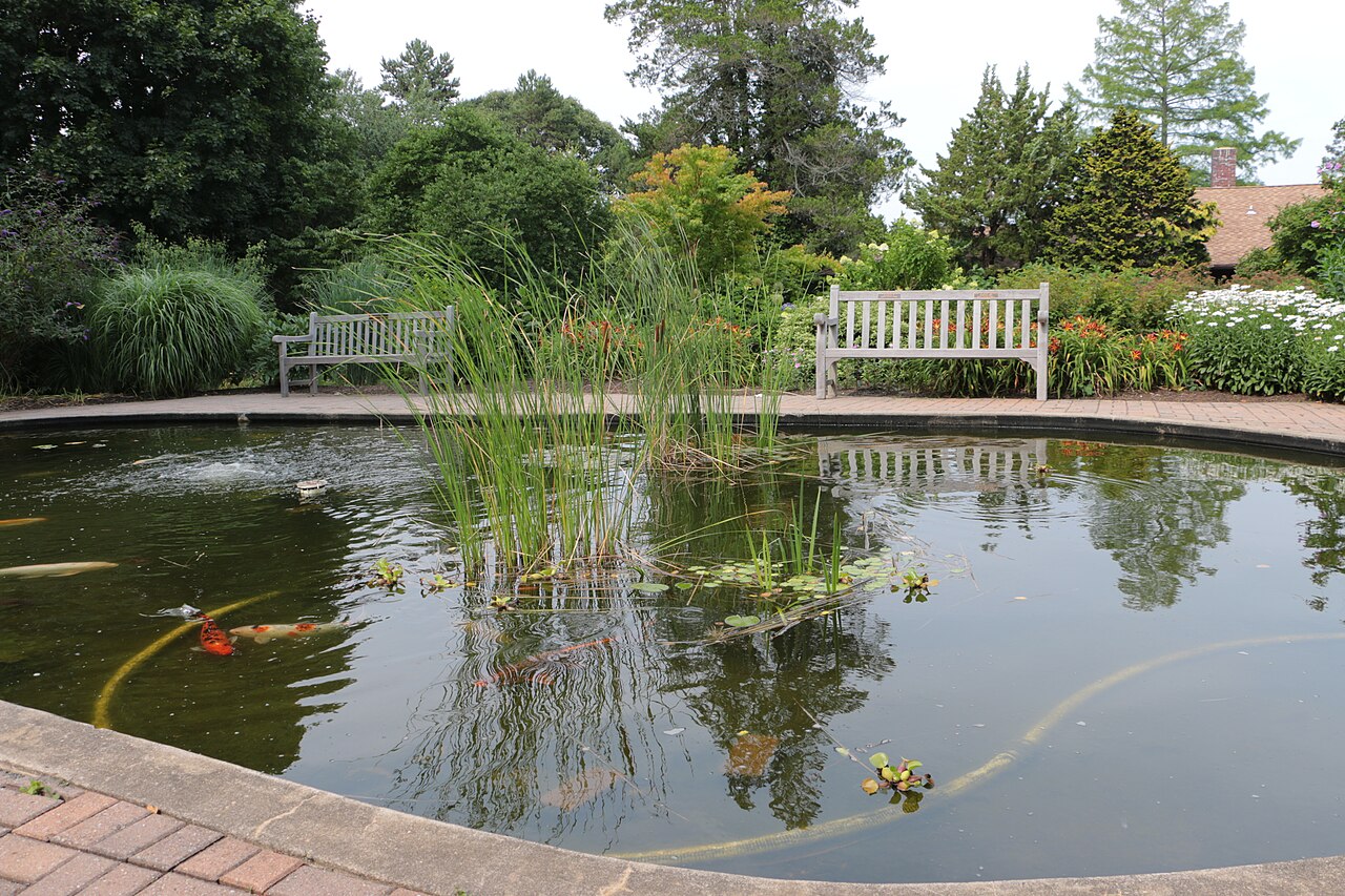 Real garden koi pond with stone edging, water, and ornamental planting.