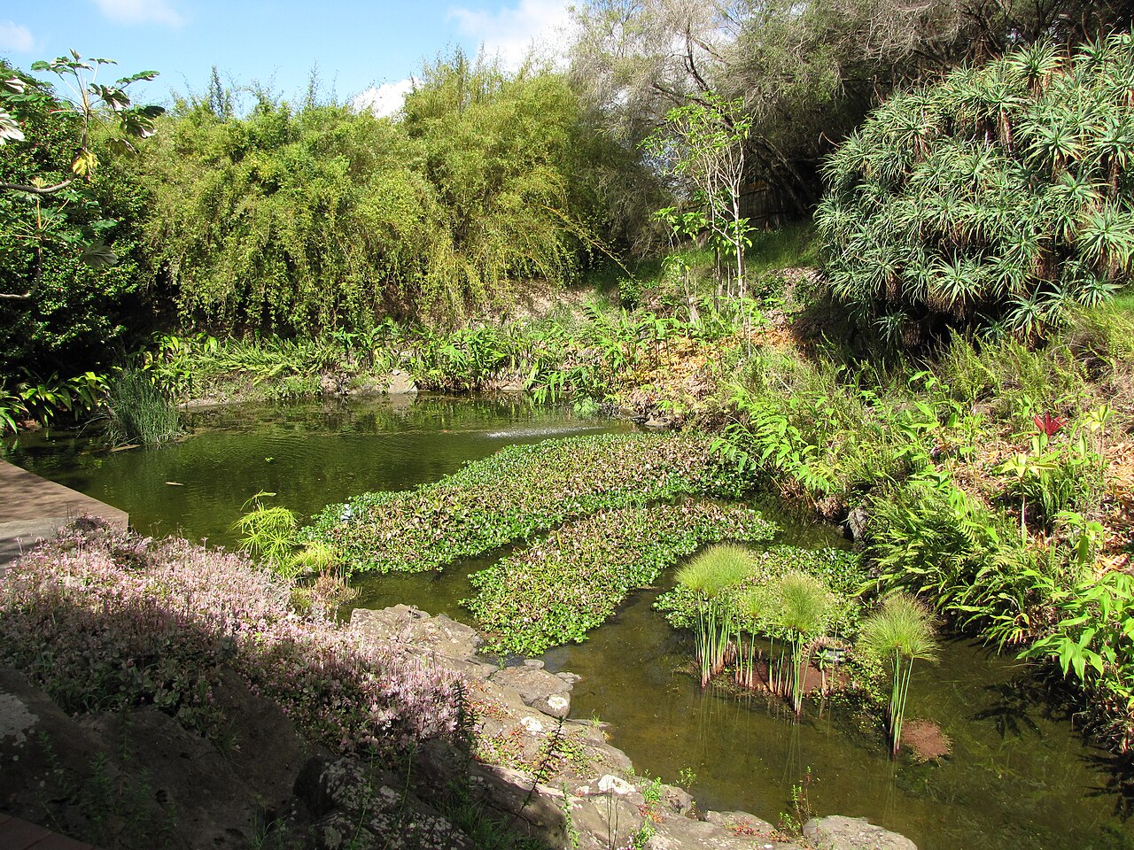 Planted pond with aquatic plants and koi habitat context.